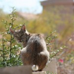 Desert Bobcat